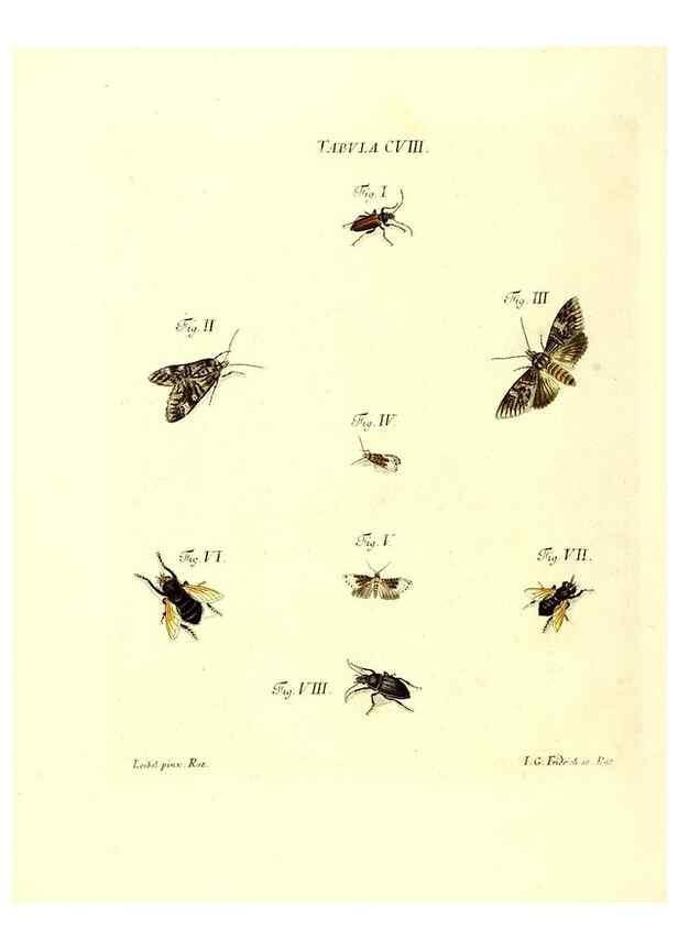 Reproducción/Reproduction 36374224285: Iacobi Christiani Schaefferi s.s. theologiae et philosophiae doctoris ... Icones insectorum circa Ratisbonam indigenorum :. Ratisbonae :Typis Breitfeldianis,MDCCLXXIX [1766-1779]