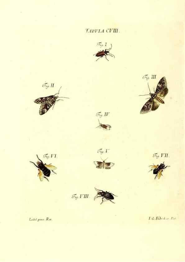 Reproducción/Reproduction 36374224285: Iacobi Christiani Schaefferi s.s. theologiae et philosophiae doctoris ... Icones insectorum circa Ratisbonam indigenorum :. Ratisbonae :Typis Breitfeldianis,MDCCLXXIX [1766-1779]