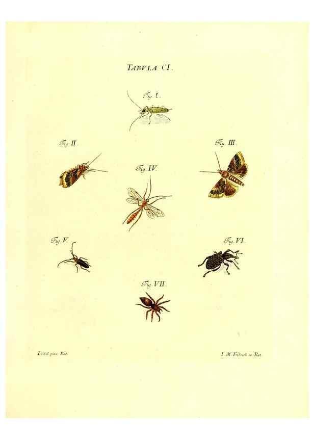Reproducción/Reproduction 35565877633: Iacobi Christiani Schaefferi s.s. theologiae et philosophiae doctoris ... Icones insectorum circa Ratisbonam indigenorum :. Ratisbonae :Typis Breitfeldianis,MDCCLXXIX [1766-1779]