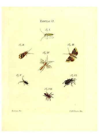 Reproducción/Reproduction 35565877633: Iacobi Christiani Schaefferi s.s. theologiae et philosophiae doctoris ... Icones insectorum circa Ratisbonam indigenorum :. Ratisbonae :Typis Breitfeldianis,MDCCLXXIX [1766-1779]