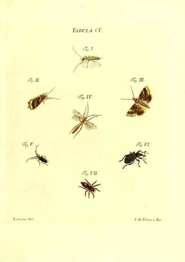 Reproducción/Reproduction 35565877633: Iacobi Christiani Schaefferi s.s. theologiae et philosophiae doctoris ... Icones insectorum circa Ratisbonam indigenorum :. Ratisbonae :Typis Breitfeldianis,MDCCLXXIX [1766-1779]