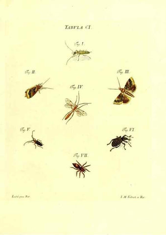 Reproducción/Reproduction 35565877633: Iacobi Christiani Schaefferi s.s. theologiae et philosophiae doctoris ... Icones insectorum circa Ratisbonam indigenorum :. Ratisbonae :Typis Breitfeldianis,MDCCLXXIX [1766-1779]