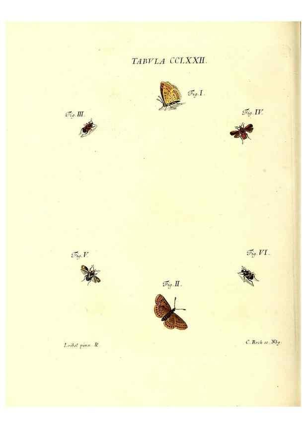Reproducción/Reproduction 35977007230: Iacobi Christiani Schaefferi s.s. theologiae et philosophiae doctoris ... Icones insectorum circa Ratisbonam indigenorum :. Ratisbonae :Typis Breitfeldianis,MDCCLXXIX [1766-1779]