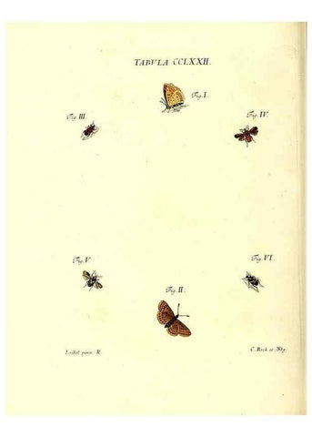 Reproducción/Reproduction 35977007230: Iacobi Christiani Schaefferi s.s. theologiae et philosophiae doctoris ... Icones insectorum circa Ratisbonam indigenorum :. Ratisbonae :Typis Breitfeldianis,MDCCLXXIX [1766-1779]