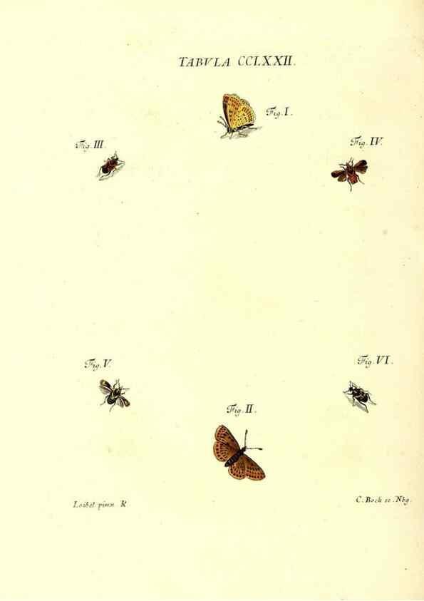 Reproducción/Reproduction 35977007230: Iacobi Christiani Schaefferi s.s. theologiae et philosophiae doctoris ... Icones insectorum circa Ratisbonam indigenorum :. Ratisbonae :Typis Breitfeldianis,MDCCLXXIX [1766-1779]