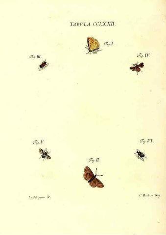 Reproducción/Reproduction 35977007230: Iacobi Christiani Schaefferi s.s. theologiae et philosophiae doctoris ... Icones insectorum circa Ratisbonam indigenorum :. Ratisbonae :Typis Breitfeldianis,MDCCLXXIX [1766-1779]