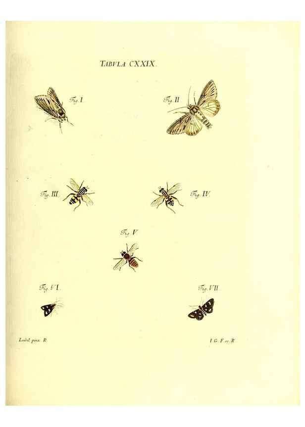 Reproducción/Reproduction 36374257195: Iacobi Christiani Schaefferi s.s. theologiae et philosophiae doctoris ... Icones insectorum circa Ratisbonam indigenorum :. Ratisbonae :Typis Breitfeldianis,MDCCLXXIX [1766-1779]