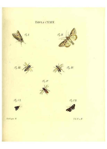 Reproducción/Reproduction 36374257195: Iacobi Christiani Schaefferi s.s. theologiae et philosophiae doctoris ... Icones insectorum circa Ratisbonam indigenorum :. Ratisbonae :Typis Breitfeldianis,MDCCLXXIX [1766-1779]