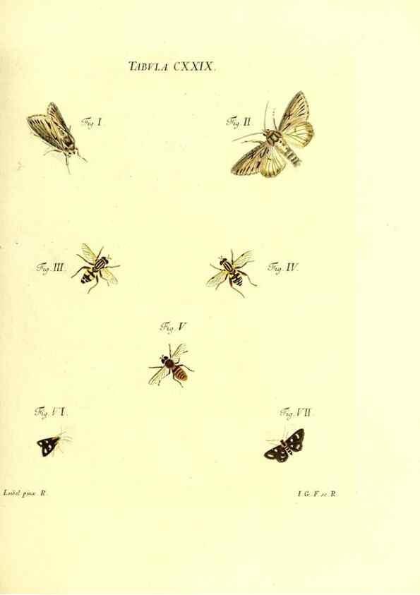 Reproducción/Reproduction 36374257195: Iacobi Christiani Schaefferi s.s. theologiae et philosophiae doctoris ... Icones insectorum circa Ratisbonam indigenorum :. Ratisbonae :Typis Breitfeldianis,MDCCLXXIX [1766-1779]