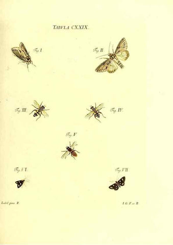 Reproducción/Reproduction 36374257195: Iacobi Christiani Schaefferi s.s. theologiae et philosophiae doctoris ... Icones insectorum circa Ratisbonam indigenorum :. Ratisbonae :Typis Breitfeldianis,MDCCLXXIX [1766-1779]