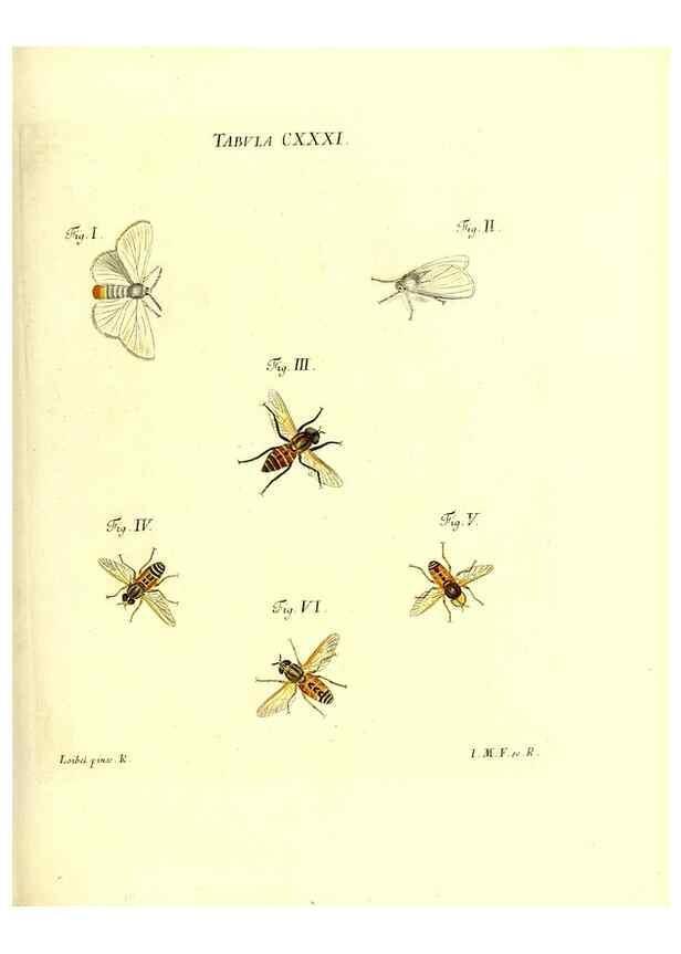 Reproducción/Reproduction 36374260535: Iacobi Christiani Schaefferi s.s. theologiae et philosophiae doctoris ... Icones insectorum circa Ratisbonam indigenorum :. Ratisbonae :Typis Breitfeldianis,MDCCLXXIX [1766-1779]