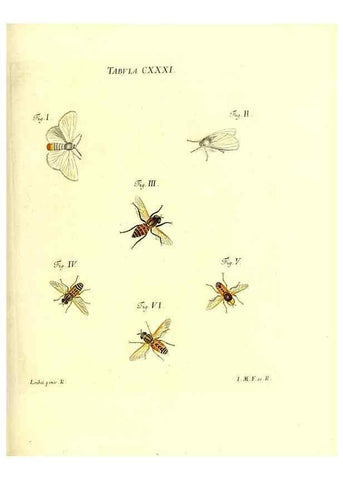 Reproducción/Reproduction 36374260535: Iacobi Christiani Schaefferi s.s. theologiae et philosophiae doctoris ... Icones insectorum circa Ratisbonam indigenorum :. Ratisbonae :Typis Breitfeldianis,MDCCLXXIX [1766-1779]