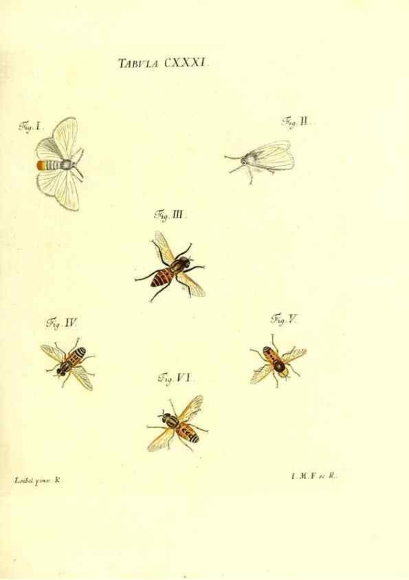 Reproducción/Reproduction 36374260535: Iacobi Christiani Schaefferi s.s. theologiae et philosophiae doctoris ... Icones insectorum circa Ratisbonam indigenorum :. Ratisbonae :Typis Breitfeldianis,MDCCLXXIX [1766-1779]