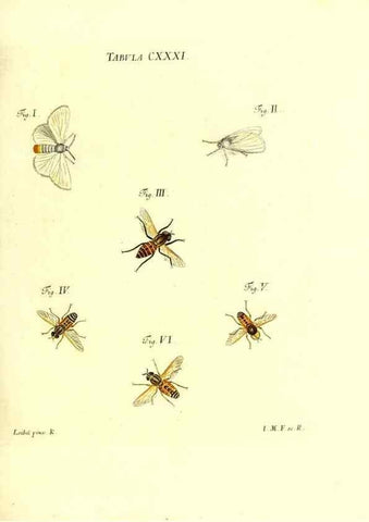 Reproducción/Reproduction 36374260535: Iacobi Christiani Schaefferi s.s. theologiae et philosophiae doctoris ... Icones insectorum circa Ratisbonam indigenorum :. Ratisbonae :Typis Breitfeldianis,MDCCLXXIX [1766-1779]