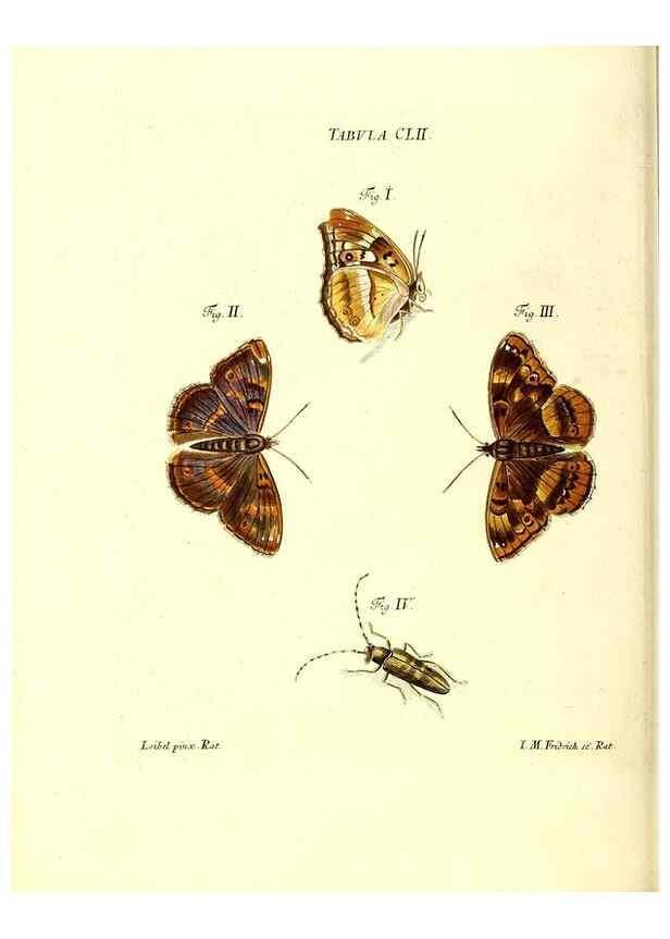 Reproducción/Reproduction 36237619281: Iacobi Christiani Schaefferi s.s. theologiae et philosophiae doctoris ... Icones insectorum circa Ratisbonam indigenorum :. Ratisbonae :Typis Breitfeldianis,MDCCLXXIX [1766-1779]