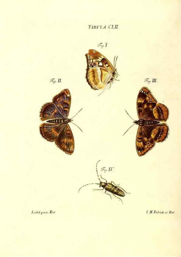 Reproducción/Reproduction 36237619281: Iacobi Christiani Schaefferi s.s. theologiae et philosophiae doctoris ... Icones insectorum circa Ratisbonam indigenorum :. Ratisbonae :Typis Breitfeldianis,MDCCLXXIX [1766-1779]