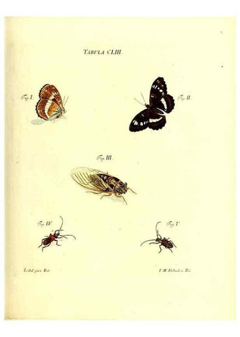 Reproducción/Reproduction 36237621081: Iacobi Christiani Schaefferi s.s. theologiae et philosophiae doctoris ... Icones insectorum circa Ratisbonam indigenorum :. Ratisbonae :Typis Breitfeldianis,MDCCLXXIX [1766-1779]