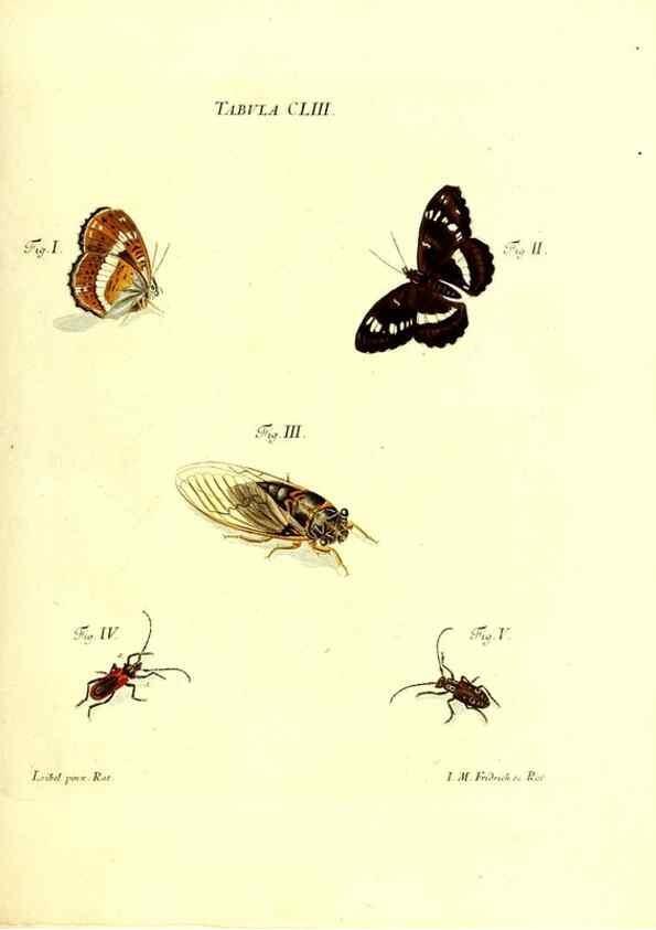 Reproducción/Reproduction 36237621081: Iacobi Christiani Schaefferi s.s. theologiae et philosophiae doctoris ... Icones insectorum circa Ratisbonam indigenorum :. Ratisbonae :Typis Breitfeldianis,MDCCLXXIX [1766-1779]