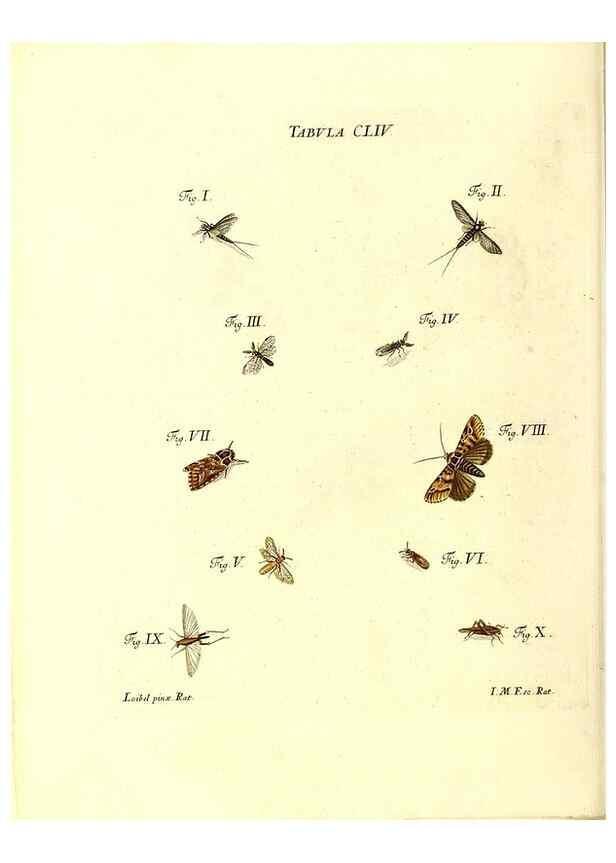 Reproducción/Reproduction 36237622831: Iacobi Christiani Schaefferi s.s. theologiae et philosophiae doctoris ... Icones insectorum circa Ratisbonam indigenorum :. Ratisbonae :Typis Breitfeldianis,MDCCLXXIX [1766-1779]
