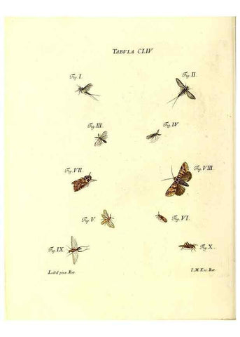 Reproducción/Reproduction 36237622831: Iacobi Christiani Schaefferi s.s. theologiae et philosophiae doctoris ... Icones insectorum circa Ratisbonam indigenorum :. Ratisbonae :Typis Breitfeldianis,MDCCLXXIX [1766-1779]