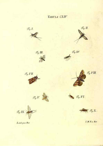 Reproducción/Reproduction 36237622831: Iacobi Christiani Schaefferi s.s. theologiae et philosophiae doctoris ... Icones insectorum circa Ratisbonam indigenorum :. Ratisbonae :Typis Breitfeldianis,MDCCLXXIX [1766-1779]