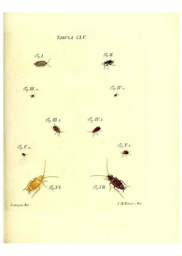 Reproducción/Reproduction 36237624371: Iacobi Christiani Schaefferi s.s. theologiae et philosophiae doctoris ... Icones insectorum circa Ratisbonam indigenorum :. Ratisbonae :Typis Breitfeldianis,MDCCLXXIX [1766-1779]