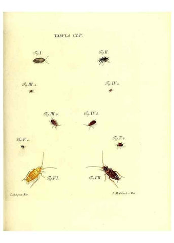 Reproducción/Reproduction 36237624371: Iacobi Christiani Schaefferi s.s. theologiae et philosophiae doctoris ... Icones insectorum circa Ratisbonam indigenorum :. Ratisbonae :Typis Breitfeldianis,MDCCLXXIX [1766-1779]
