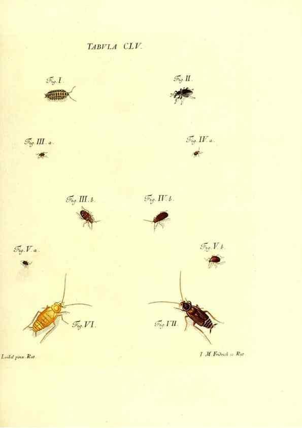 Reproducción/Reproduction 36237624371: Iacobi Christiani Schaefferi s.s. theologiae et philosophiae doctoris ... Icones insectorum circa Ratisbonam indigenorum :. Ratisbonae :Typis Breitfeldianis,MDCCLXXIX [1766-1779]