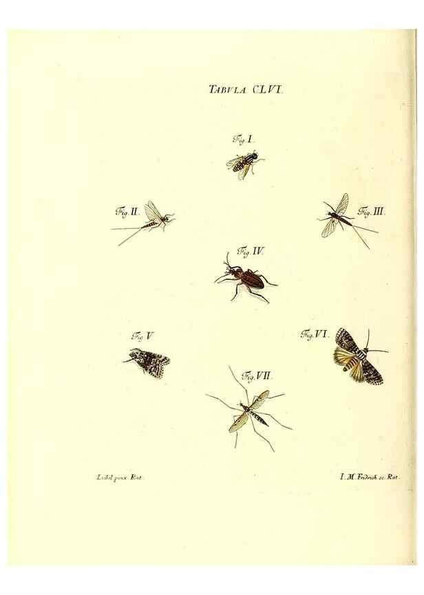 Reproducción/Reproduction 36237625841: Iacobi Christiani Schaefferi s.s. theologiae et philosophiae doctoris ... Icones insectorum circa Ratisbonam indigenorum :. Ratisbonae :Typis Breitfeldianis,MDCCLXXIX [1766-1779]