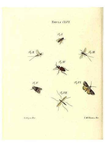 Reproducción/Reproduction 36237625841: Iacobi Christiani Schaefferi s.s. theologiae et philosophiae doctoris ... Icones insectorum circa Ratisbonam indigenorum :. Ratisbonae :Typis Breitfeldianis,MDCCLXXIX [1766-1779]
