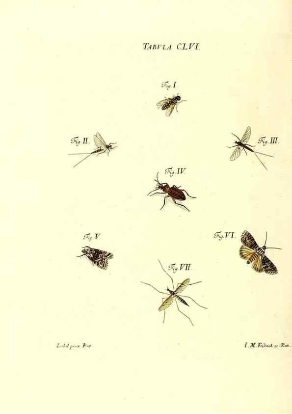 Reproducción/Reproduction 36237625841: Iacobi Christiani Schaefferi s.s. theologiae et philosophiae doctoris ... Icones insectorum circa Ratisbonam indigenorum :. Ratisbonae :Typis Breitfeldianis,MDCCLXXIX [1766-1779]