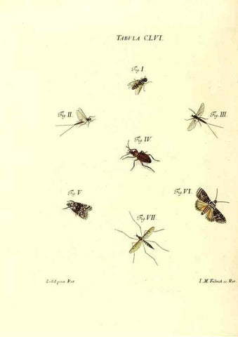 Reproducción/Reproduction 36237625841: Iacobi Christiani Schaefferi s.s. theologiae et philosophiae doctoris ... Icones insectorum circa Ratisbonam indigenorum :. Ratisbonae :Typis Breitfeldianis,MDCCLXXIX [1766-1779]