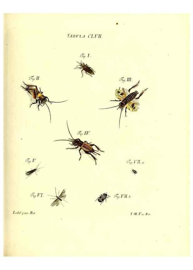 Reproducción/Reproduction 36237627551: Iacobi Christiani Schaefferi s.s. theologiae et philosophiae doctoris ... Icones insectorum circa Ratisbonam indigenorum :. Ratisbonae :Typis Breitfeldianis,MDCCLXXIX [1766-1779]