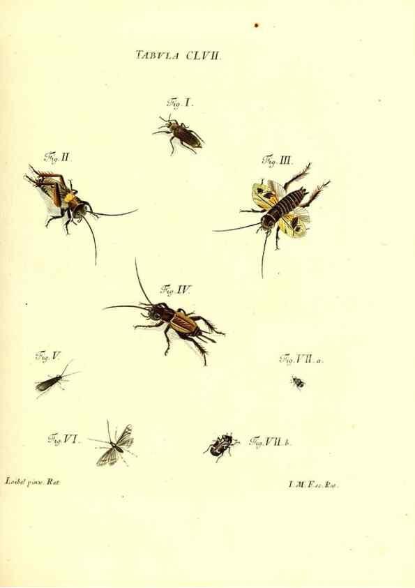 Reproducción/Reproduction 36237627551: Iacobi Christiani Schaefferi s.s. theologiae et philosophiae doctoris ... Icones insectorum circa Ratisbonam indigenorum :. Ratisbonae :Typis Breitfeldianis,MDCCLXXIX [1766-1779]