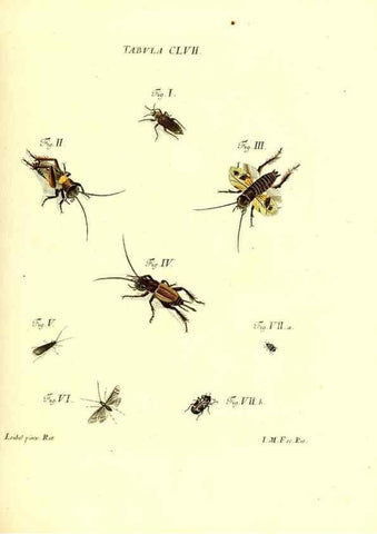 Reproducción/Reproduction 36237627551: Iacobi Christiani Schaefferi s.s. theologiae et philosophiae doctoris ... Icones insectorum circa Ratisbonam indigenorum :. Ratisbonae :Typis Breitfeldianis,MDCCLXXIX [1766-1779]