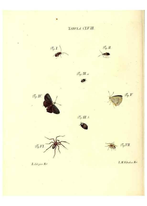 Reproducción/Reproduction 35977413140: Iacobi Christiani Schaefferi s.s. theologiae et philosophiae doctoris ... Icones insectorum circa Ratisbonam indigenorum :. Ratisbonae :Typis Breitfeldianis,MDCCLXXIX [1766-1779]