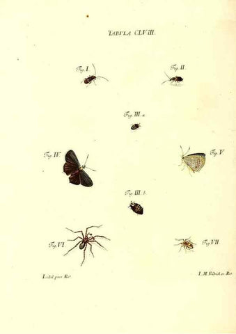 Reproducción/Reproduction 35977413140: Iacobi Christiani Schaefferi s.s. theologiae et philosophiae doctoris ... Icones insectorum circa Ratisbonam indigenorum :. Ratisbonae :Typis Breitfeldianis,MDCCLXXIX [1766-1779]