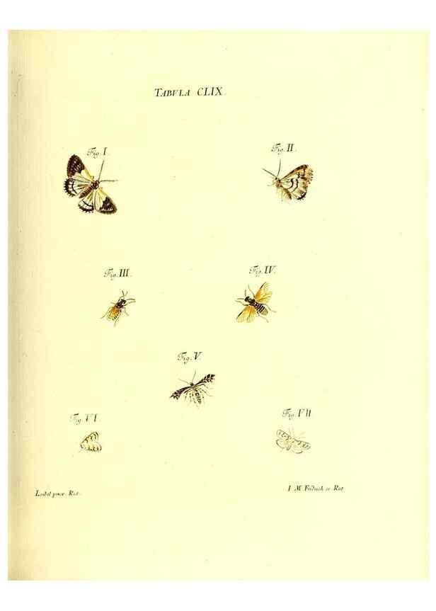 Reproducción/Reproduction 35977414300: Iacobi Christiani Schaefferi s.s. theologiae et philosophiae doctoris ... Icones insectorum circa Ratisbonam indigenorum :. Ratisbonae :Typis Breitfeldianis,MDCCLXXIX [1766-1779]