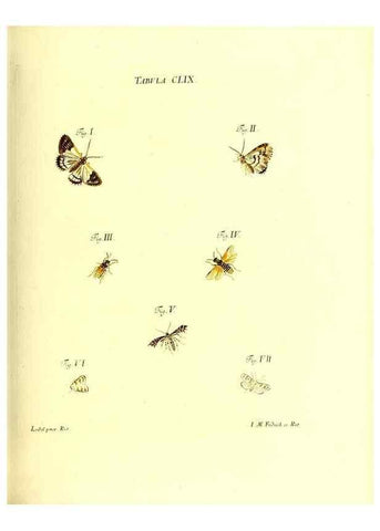 Reproducción/Reproduction 35977414300: Iacobi Christiani Schaefferi s.s. theologiae et philosophiae doctoris ... Icones insectorum circa Ratisbonam indigenorum :. Ratisbonae :Typis Breitfeldianis,MDCCLXXIX [1766-1779]