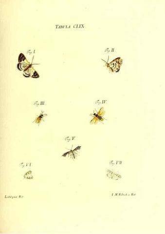 Reproducción/Reproduction 35977414300: Iacobi Christiani Schaefferi s.s. theologiae et philosophiae doctoris ... Icones insectorum circa Ratisbonam indigenorum :. Ratisbonae :Typis Breitfeldianis,MDCCLXXIX [1766-1779]