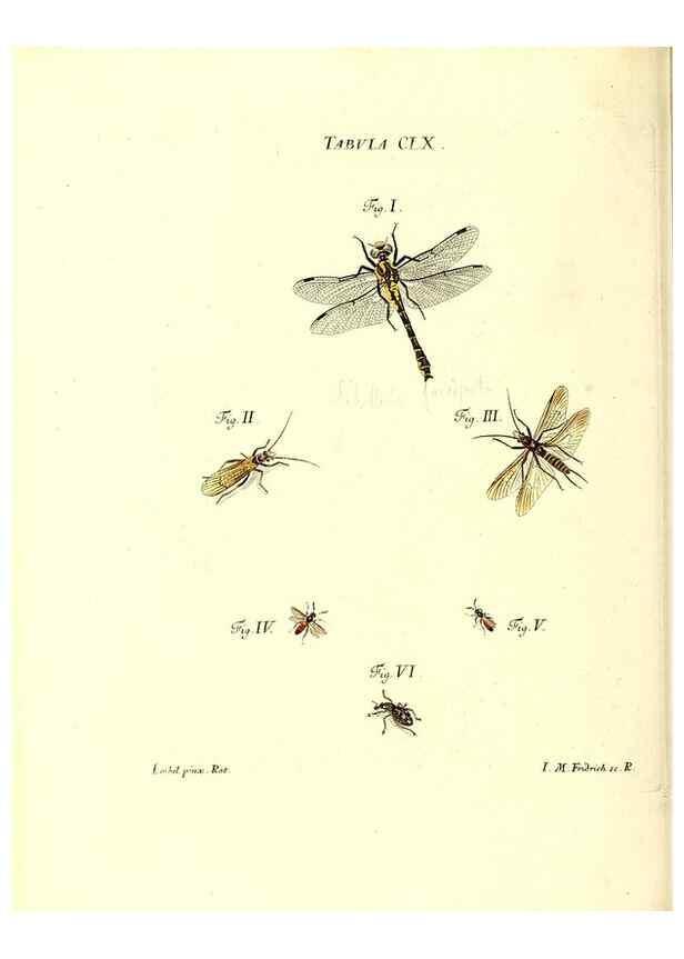 Reproducción/Reproduction 35977416880: Iacobi Christiani Schaefferi s.s. theologiae et philosophiae doctoris ... Icones insectorum circa Ratisbonam indigenorum :. Ratisbonae :Typis Breitfeldianis,MDCCLXXIX [1766-1779]