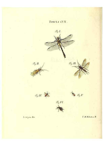 Reproducción/Reproduction 35977416880: Iacobi Christiani Schaefferi s.s. theologiae et philosophiae doctoris ... Icones insectorum circa Ratisbonam indigenorum :. Ratisbonae :Typis Breitfeldianis,MDCCLXXIX [1766-1779]