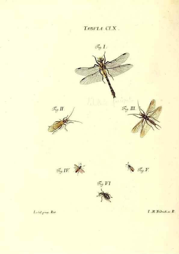 Reproducción/Reproduction 35977416880: Iacobi Christiani Schaefferi s.s. theologiae et philosophiae doctoris ... Icones insectorum circa Ratisbonam indigenorum :. Ratisbonae :Typis Breitfeldianis,MDCCLXXIX [1766-1779]