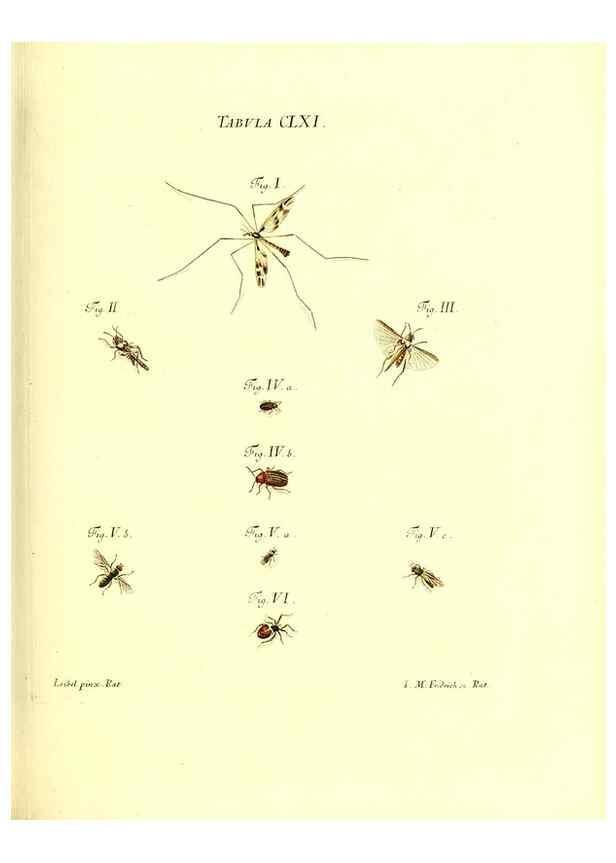 Reproducción/Reproduction 35977417820: Iacobi Christiani Schaefferi s.s. theologiae et philosophiae doctoris ... Icones insectorum circa Ratisbonam indigenorum :. Ratisbonae :Typis Breitfeldianis,MDCCLXXIX [1766-1779]
