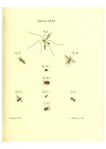 Reproducción/Reproduction 35977417820: Iacobi Christiani Schaefferi s.s. theologiae et philosophiae doctoris ... Icones insectorum circa Ratisbonam indigenorum :. Ratisbonae :Typis Breitfeldianis,MDCCLXXIX [1766-1779]