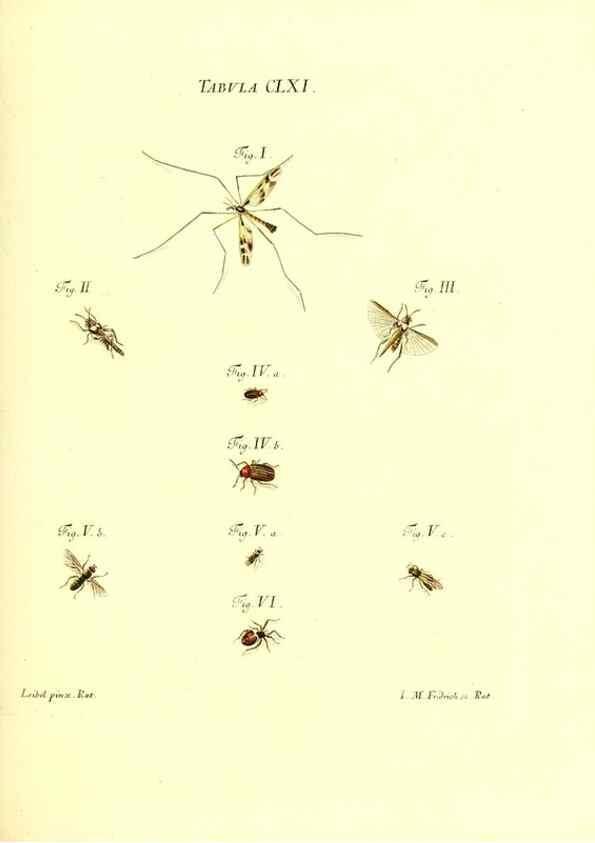 Reproducción/Reproduction 35977417820: Iacobi Christiani Schaefferi s.s. theologiae et philosophiae doctoris ... Icones insectorum circa Ratisbonam indigenorum :. Ratisbonae :Typis Breitfeldianis,MDCCLXXIX [1766-1779]
