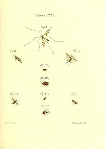 Reproducción/Reproduction 35977417820: Iacobi Christiani Schaefferi s.s. theologiae et philosophiae doctoris ... Icones insectorum circa Ratisbonam indigenorum :. Ratisbonae :Typis Breitfeldianis,MDCCLXXIX [1766-1779]