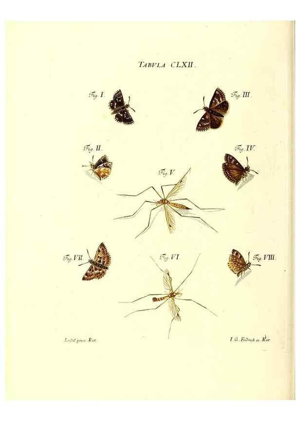 Reproducción/Reproduction 35977419070: Iacobi Christiani Schaefferi s.s. theologiae et philosophiae doctoris ... Icones insectorum circa Ratisbonam indigenorum :. Ratisbonae :Typis Breitfeldianis,MDCCLXXIX [1766-1779]