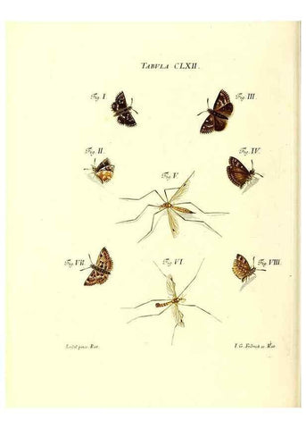Reproducción/Reproduction 35977419070: Iacobi Christiani Schaefferi s.s. theologiae et philosophiae doctoris ... Icones insectorum circa Ratisbonam indigenorum :. Ratisbonae :Typis Breitfeldianis,MDCCLXXIX [1766-1779]