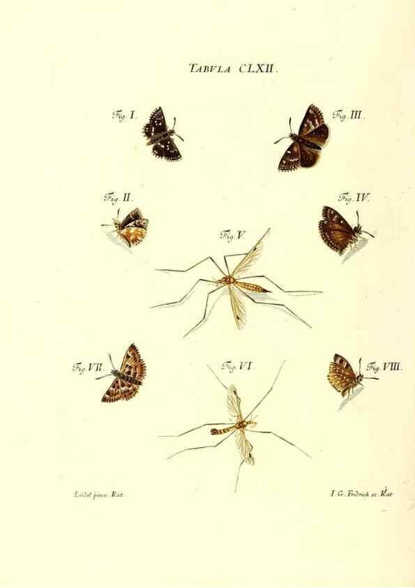 Reproducción/Reproduction 35977419070: Iacobi Christiani Schaefferi s.s. theologiae et philosophiae doctoris ... Icones insectorum circa Ratisbonam indigenorum :. Ratisbonae :Typis Breitfeldianis,MDCCLXXIX [1766-1779]